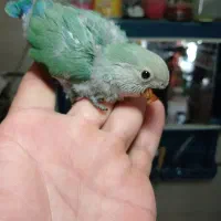 جوجه‌برزیلی‌سالم‌وسرحال