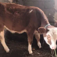 گاو|حیوانات مزرعه|نوشین شهر, |دیوار