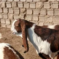 فروش یک عدد کهره نر|حیوانات مزرعه|آبپخش, |دیوار