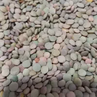 *عدس محلی*