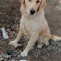 با سلام سگ نژاد گلدن رتریور|سگ|ارومیه, |دیوار