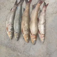 شیربت امروز|ماهی|اندیمشک, |دیوار