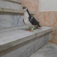 ساده پولکی نر