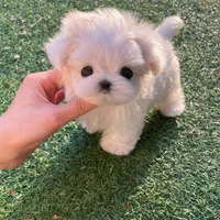 توله سگ مالتی پو (مالتیز+پودل)|سگ|تهران, جنتآباد جنوبی|دیوار