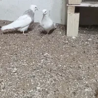 همه مدل مولد جوجه بده هوایی وزمینی گره|پرنده|قشم, |دیوار