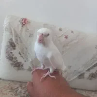 عروس آلبینو و ابلغ