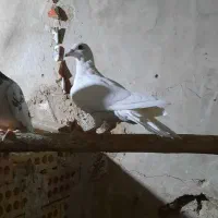 کبوتر المانی|پرنده|فردوس (خراسان), |دیوار