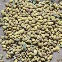 بذریونجه (تخم علف) محلی اصل ایرانشهر