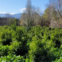 نیازمند کارگر ساده برای کار در گلباغ