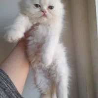 گربه پرشین بریتیش|گربه|لاهیجان, شهید آوینی|دیوار