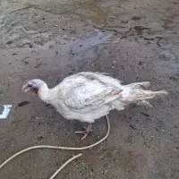 قل بیتیی ۶ اصل محلی بیرون