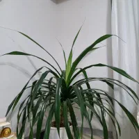 گل پاندانوس بزرگ|گل و گیاه طبیعی|شاهینشهر, خانه کارگر|دیوار