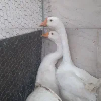 قوقاز چینی سفید|حیوانات مزرعه|چغادک, |دیوار