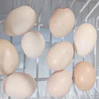 تخم مرغ رسمی