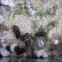 همستر سوری و مینیاتوری عمده