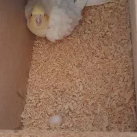 یک جفت عروس هلندی