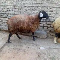 دوعدد گوسفنده ماده|حیوانات مزرعه|خان ببین, |دیوار