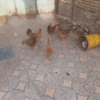 مرغ تخم گذارفروشی