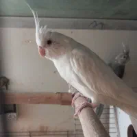 عروس هلندی نر ماده آلبینو وایت فیس|پرنده|تبریز, |دیوار