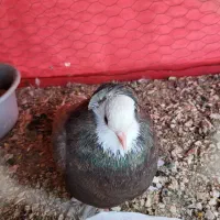 گمشده ابر