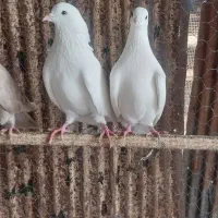 کبوتر سینه ای و پاک سفید|پرنده|رشت, فرزانه|دیوار