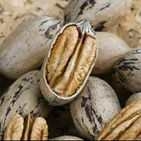 نهال انگور، گردو، گلابی|گل و گیاه طبیعی|صومعه‌سرا, |دیوار