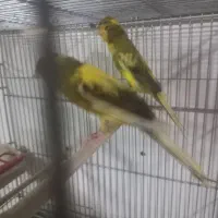 قناری مست جفت