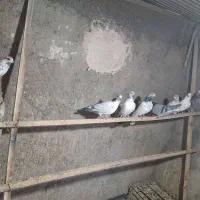 سلام چند جفت کله دم سبز به فروش میرسد جفت ۳۰۰
