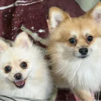 سگ پامرانین نر و ماده