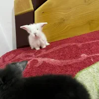 خرگوش لوپ ترکیش عروسکی|موش و خرگوش|صومعه‌سرا, |دیوار