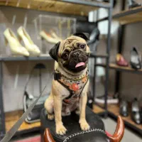 سگ نژاد پاگ|سگ|تهران, توحید|دیوار