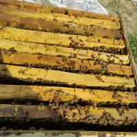 زنبور عسل کارنیکا 9قاب