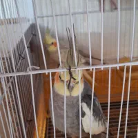 عروس هلندی|پرنده|فاضل آباد, |دیوار