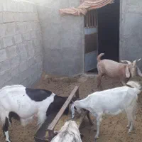 بز دورگ