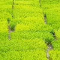 نشا گلخانه ای ..اماده ب نشا