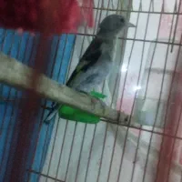 سهره جوجه جوانه