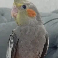 یک جفت عروس یک ماهه