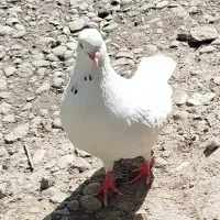 کبوتر نر به شرط|پرنده|رشت, آزادگان|دیوار