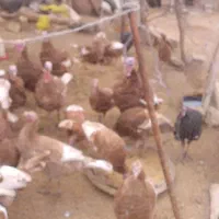 تعدادی بوقلمون|حیوانات مزرعه|نمین, |دیوار