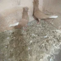 گفتر زرد دم سفید