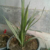 گل خرما