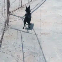 سگ پاکوتاه|سگ|رفسنجان, |دیوار