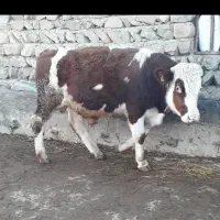 گوساله نر سیمینتال|حیوانات مزرعه|قشلاق دشت, |دیوار