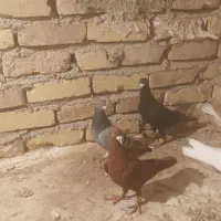 کبوتر پرنده