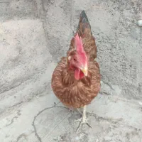 مرغ و خروس خانگی سفید و قهوه ای|حیوانات مزرعه|قم, هنرستان|دیوار