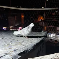 سلام این کفتر از ما باخت کرده کسی گرفته خبر بده