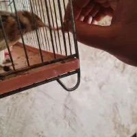 پرنده