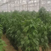 کار در گلخانه