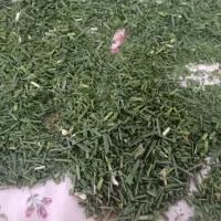 سیردنگ کوهی درجه یک