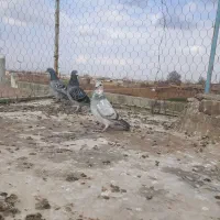 کبوتر|پرنده|سبزوار, ابارش|دیوار